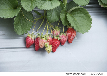 草莓觀光農場 37755503