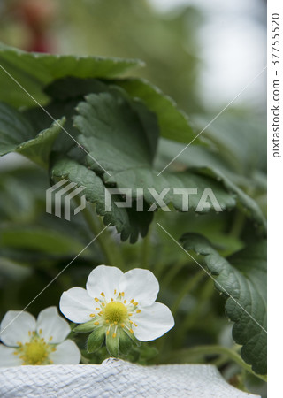 草莓觀光農場 草莓觀光農場 37755520