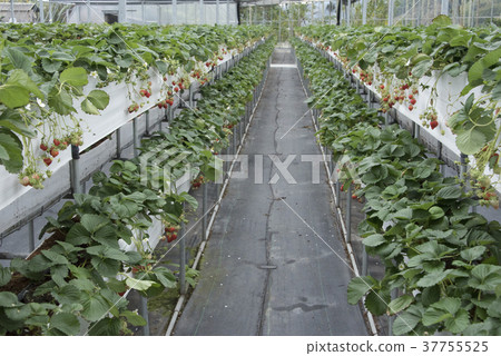 Strawberry Sightseeing Farm Strawberry Sightseeing Farm 37755525