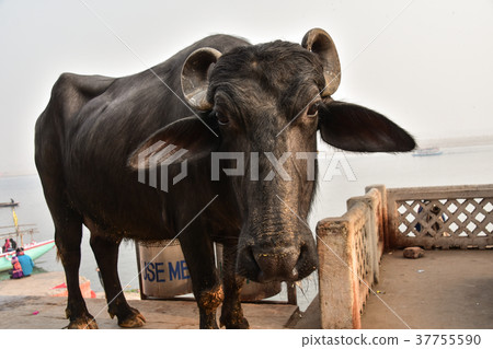 India's World Heritage Wallanathy Cow-up and Ganges River India's World Heritage Wallanathy Cow-up and Ganges River 37755590