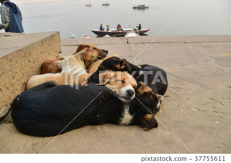 India's World Heritage Site The Wallanas River Ganges Napping Puppy Herd and Pleasure Boat 37755611