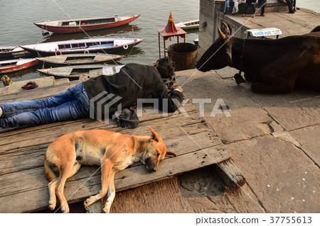 India's World Heritage Site The Indians and dogs and cows taking a nap at the Ghanas of Varanasi India's World Heritage Site The Indians and dogs and cows taking a nap at the Ghanas of Varanasi 37755613