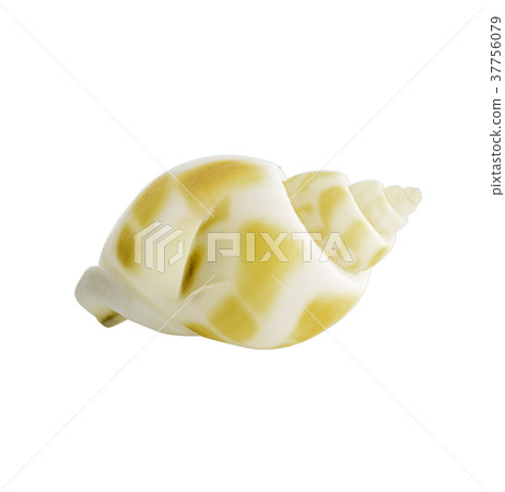 Close-up Marine sea shell isolated 37756079