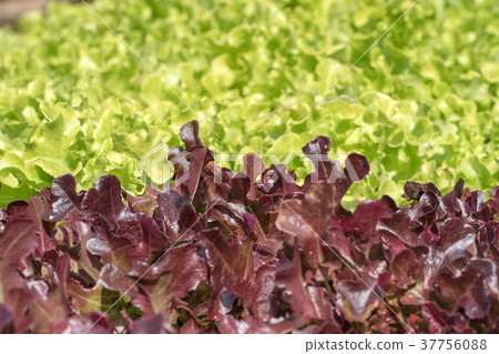 Lettuce in hydroponic vegetable plant Lettuce in hydroponic vegetable plant 37756088