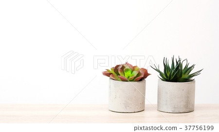 Succulent plants on wood table background Succulent plants on wood table background 37756199