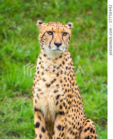 Portrait of cheetah Portrait of cheetah 37756442