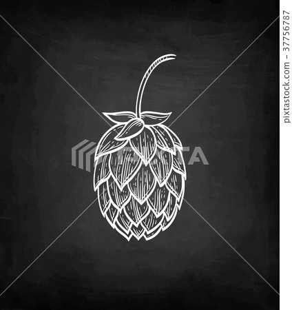 Chalk sketch of hops. 37756787