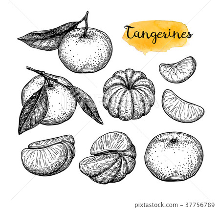 Ink sketch of tangerines. 37756789