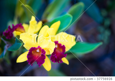 beauty flora orchid 37756916