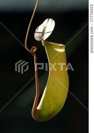 豬籠草,綠色花,花,花瓣,開花,植物,葉子,特別的 豬籠草,綠色花,花,花瓣,開花,植物,葉子,特別的 37756928