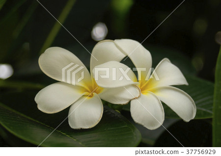 Plumeria, white flowers, flowers, petals, blossoms, plants, leaves, special 37756929