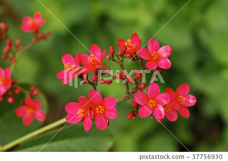 Geranium, red flower, vanilla, flower, petal, flowering, plant, leaf, special 37756930