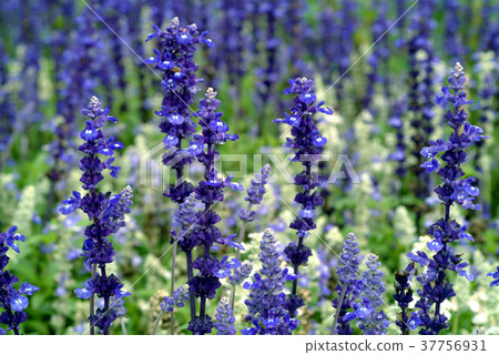 Sage, purple flower, vanilla, flower, petal, flowering, plant, leaf, special Sage, purple flower, vanilla, flower, petal, flowering, plant, leaf, special 37756931