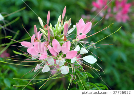 醉蝶花,粉紅色花,花,花瓣,開花,植物,葉子,特別的 37756932