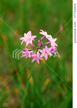 紫嬌花,粉紅色花,花,花瓣,開花,植物,葉子,特別的 紫嬌花,粉紅色花,花,花瓣,開花,植物,葉子,特別的 37756934