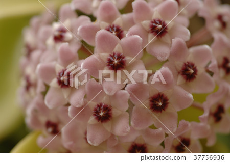 粉紅色花,花,花瓣,開花,植物,葉子,特別的 粉紅色花,花,花瓣,開花,植物,葉子,特別的 37756936