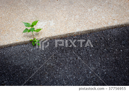 Asphalt road with small tree space for text. Asphalt road with small tree space for text. 37756955