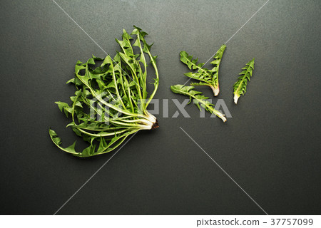 Dandelion 37757099