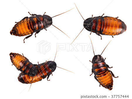Set of isolated cockroach on white background 37757444