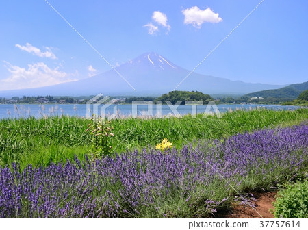 Mt. Fuji in the summer from Lake Kawaguchi-778111 37757614