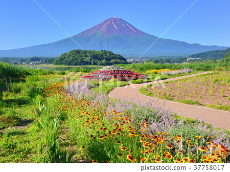 從川口湖777602的夏天風景 37758017