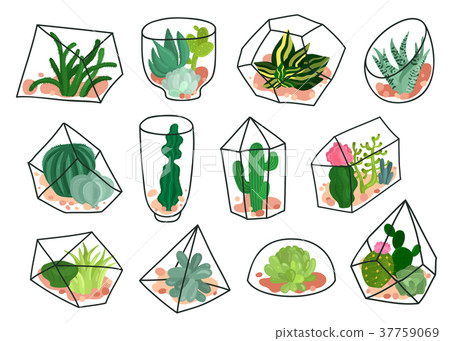 Cacti Succulents Geometric Florariums Set Cacti Succulents Geometric Florariums Set 37759069