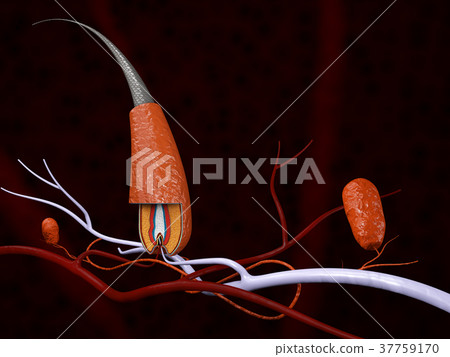 The structure of the hair, 3d illustration The structure of the hair, 3d illustration 37759170