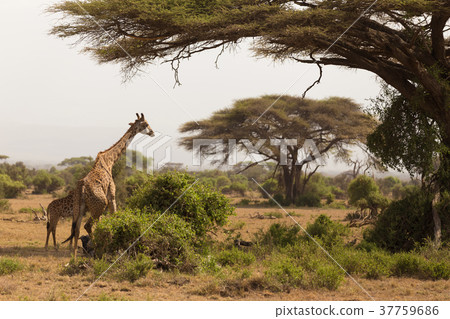 Wild giraffe in Serengeti national park, Tanzania. 37759686