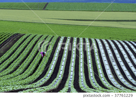 Daikon field Daikon field 37761229