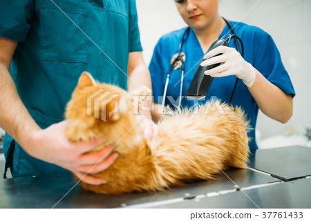 Veterinarians examining cat, veterinary clinic Veterinarians examining cat, veterinary clinic 37761433