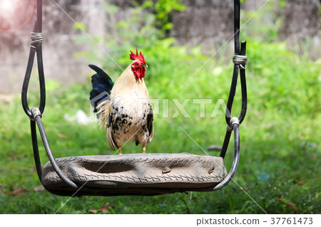 White rooster crows early morning on the cradle White rooster crows early morning on the cradle 37761473