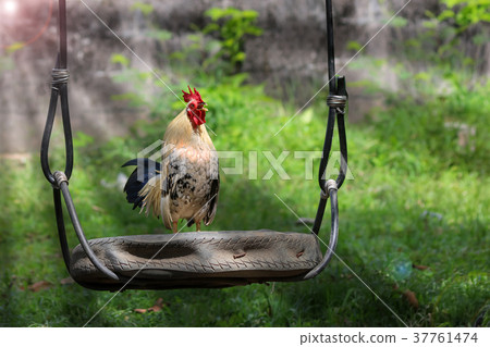 White rooster crows early morning in the garden White rooster crows early morning in the garden 37761474