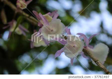 Beautiful purple orchid flower in the garden 37761497