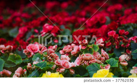 Numerous bright flowers of tuberous begonias 37762030