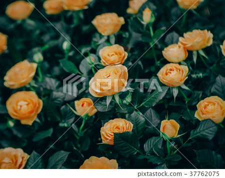 Closeup of roses flower blossoming in the garden Closeup of roses flower blossoming in the garden 37762075