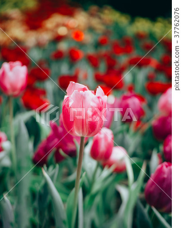 Colorful tulips flowers in the garden. Colorful tulips flowers in the garden. 37762076