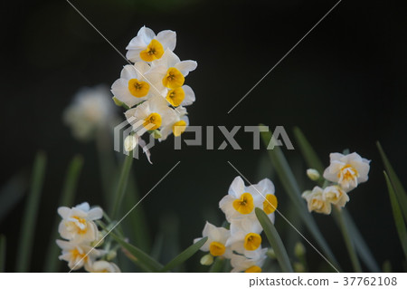 2 types of narcissus 2 types of narcissus 37762108