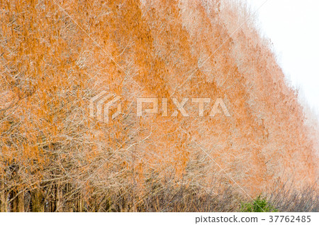 Winter Metasequoia Namiki Shiga Prefecture Makino Town 37762485