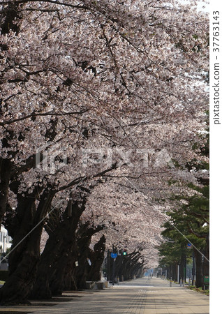 櫻花櫻花樹 37763143
