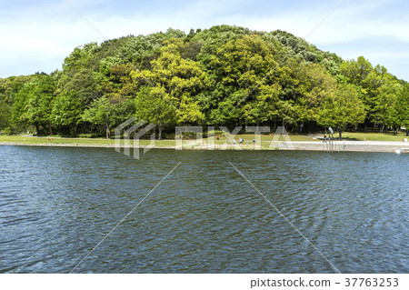 Forest and pond 37763253