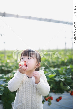 Strawberry picking (children's infant women strawberries strawberries strawberries fruit fruit leisure vinyl house desserts) 37763279