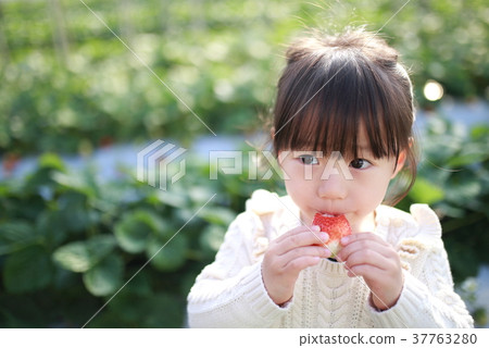 Strawberry picking (children's infant women strawberries strawberries strawberries fruit fruit leisure vinyl house desserts) Strawberry picking (children's infant women strawberries strawberries strawberries fruit fruit leisure vinyl house desserts) 37763280