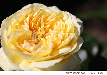 A beautiful rose mixed with amber is a beautiful rose A beautiful rose mixed with amber is a beautiful rose 37763380