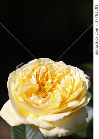 A beautiful rose mixed with amber is a beautiful rose 37763381