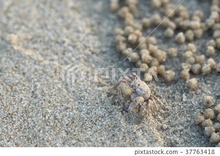 Soldier crab or Mictyris (Dotilla wichmani De Man) 37763418