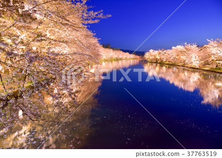 弘前公園,暮色櫻花和西護城河 弘前公園,暮色櫻花和西護城河 37763519