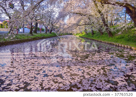 弘前公園的護城河外 弘前公園的護城河外 37763520