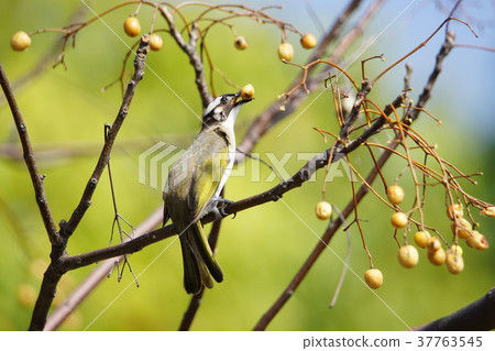 白頭鶲 白頭鶲 37763545