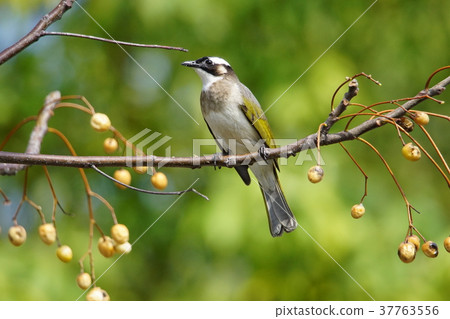 白頭鶲 白頭鶲 37763556