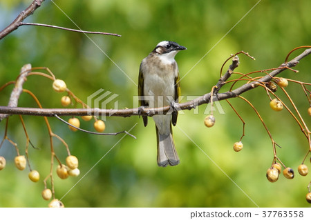 白頭鶲 白頭鶲 37763558